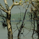 Oil sticking to trees over 40km from the site of the spill.